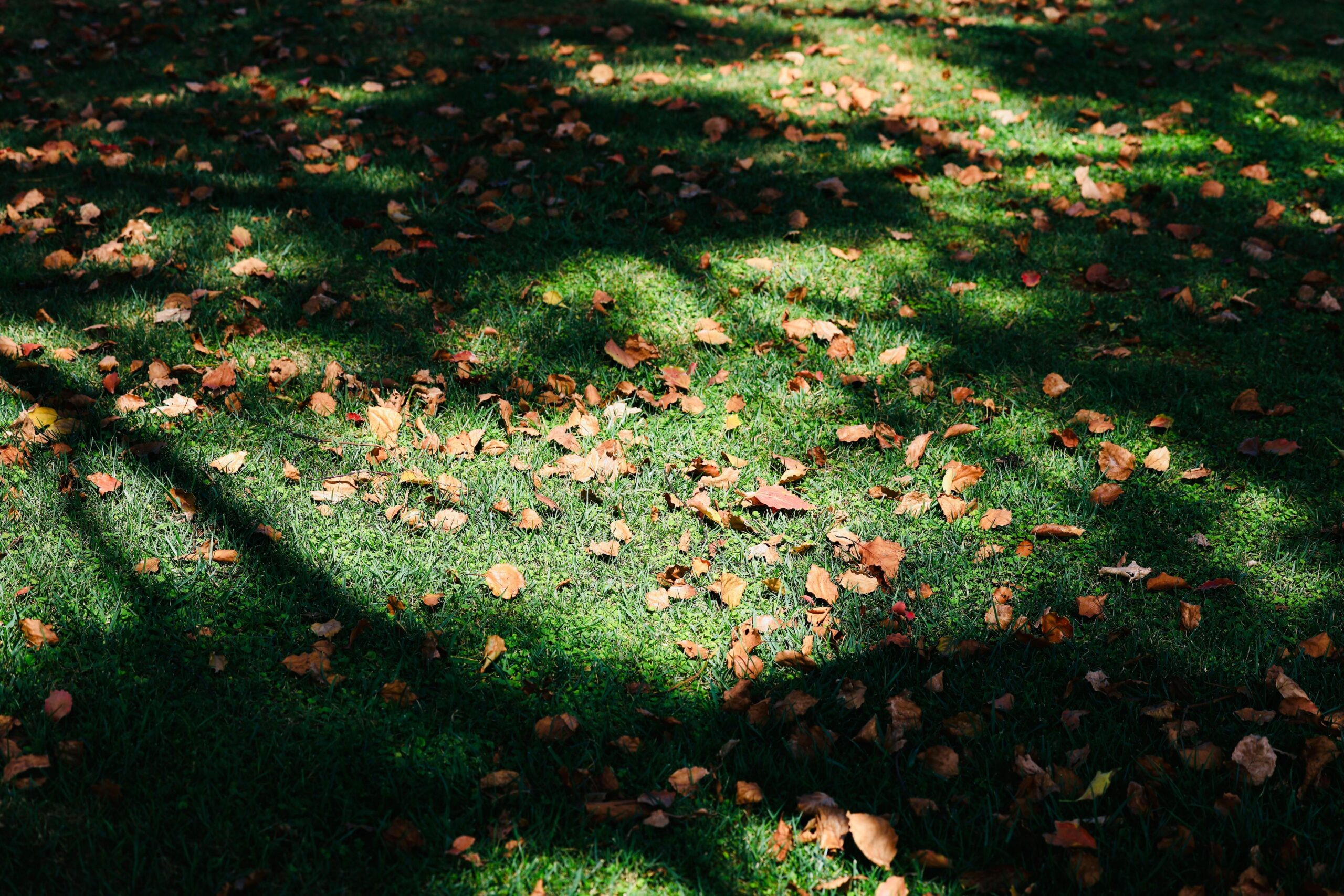 pexels andy lee 222330306 28753477 scaled Spring and Fall