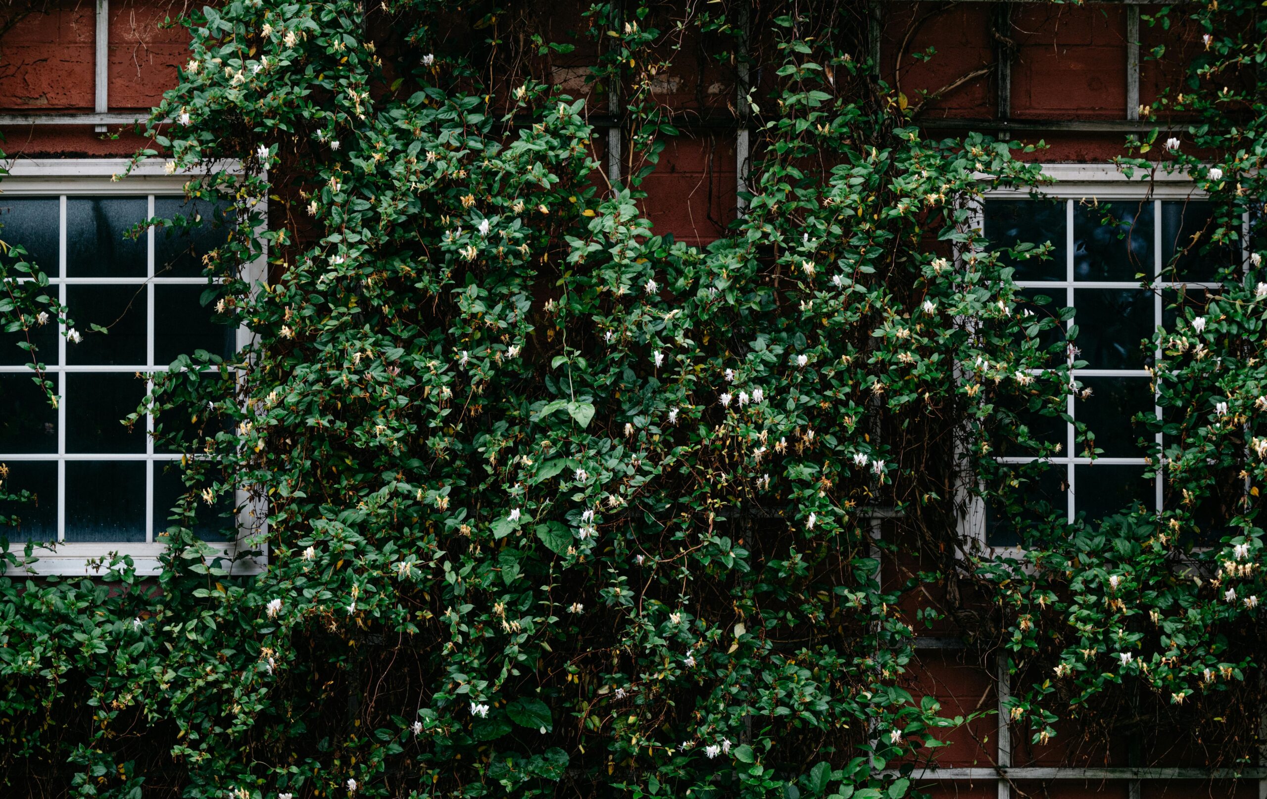 pexels chris f 38966 25861340 scaled Vertical Gardening