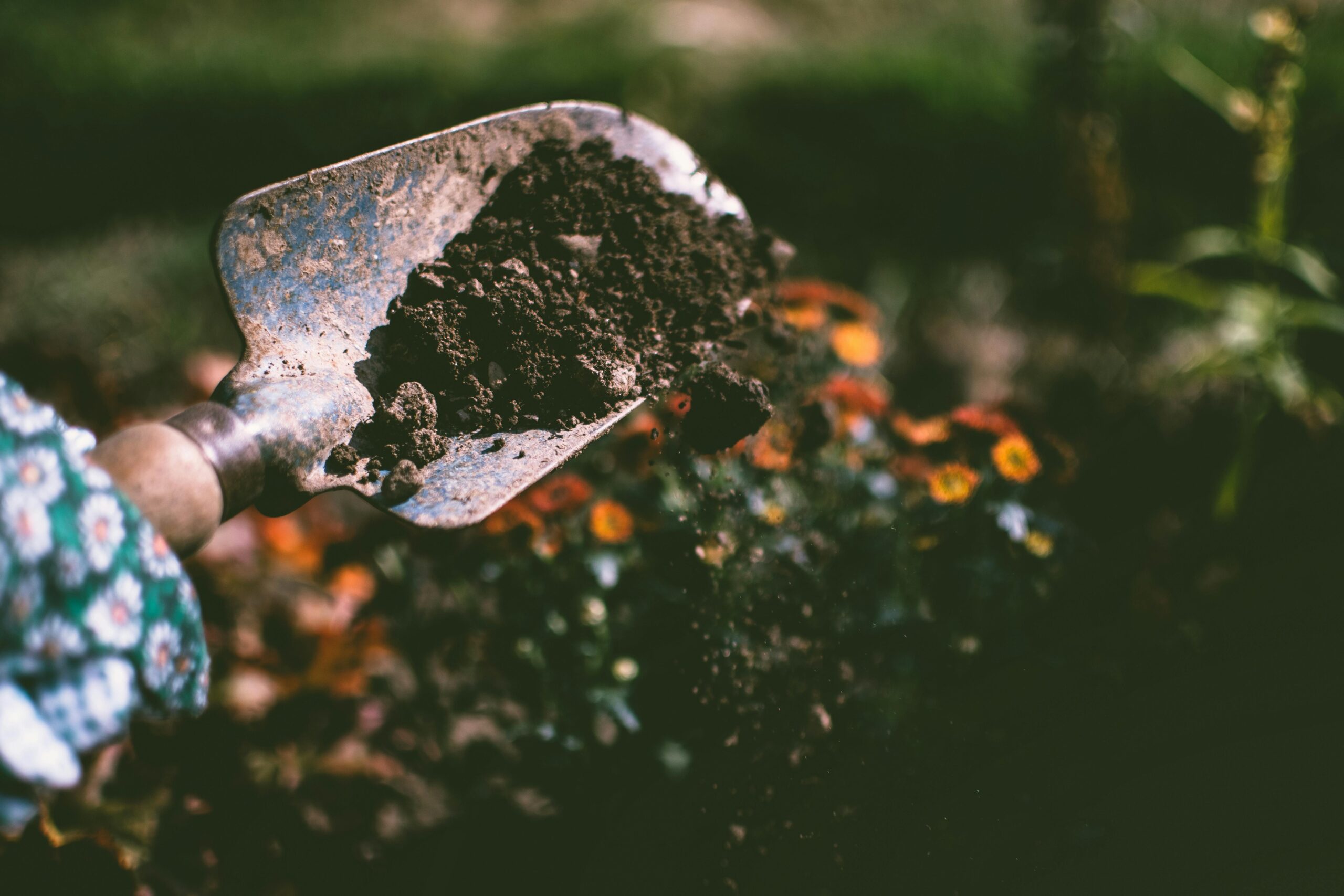 pexels fotios photos 1301856 2 scaled Planting
