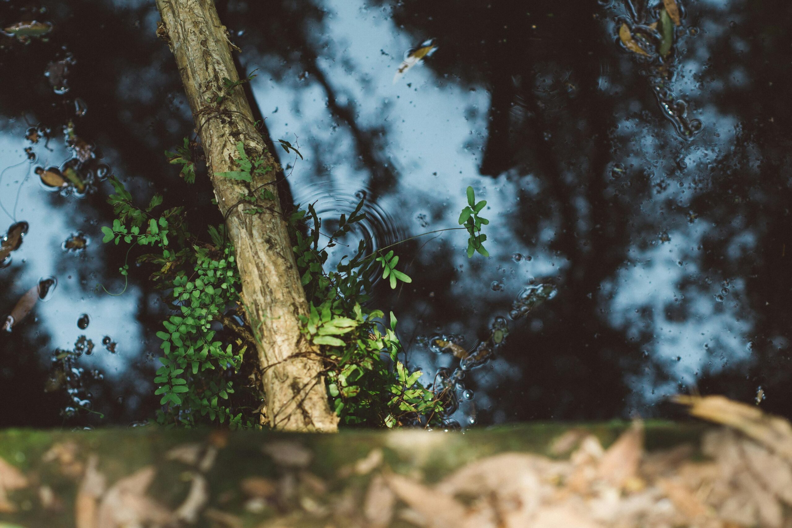 pexels fox 58267 212340 scaled Rainy