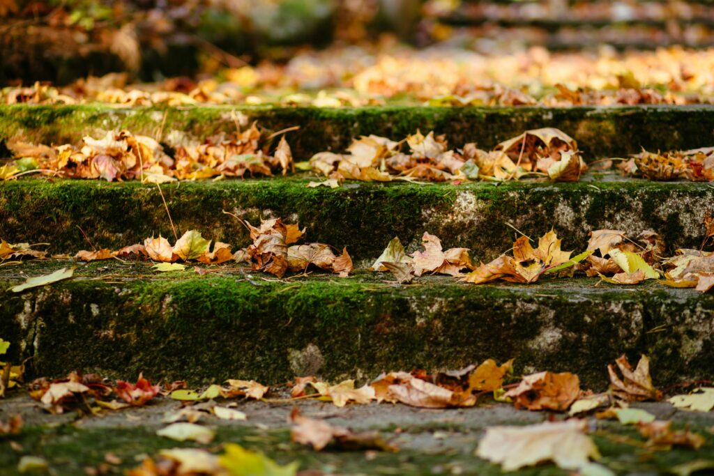 pexels freestocks 204867 pexels freestocks 204867