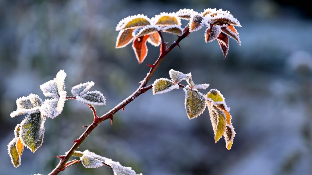 pexels gutjahr aleksandr 3045334 10830361