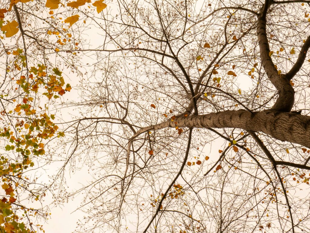 pexels hernan berwart 1212356 34364316 Cleanup