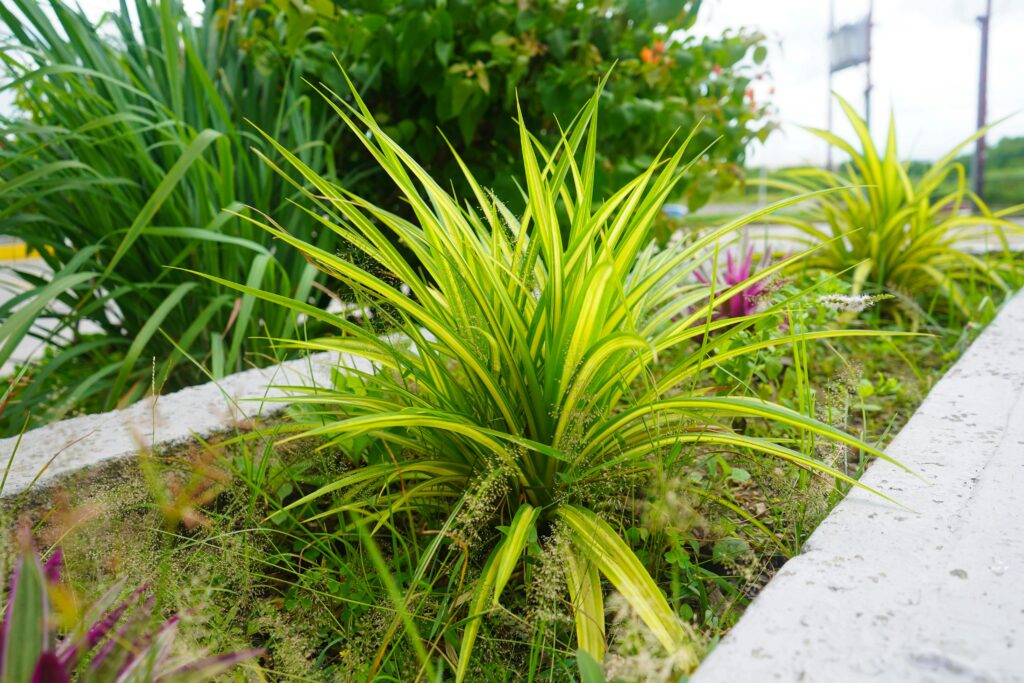 pexels marc alz 420894367 33917299 Garden