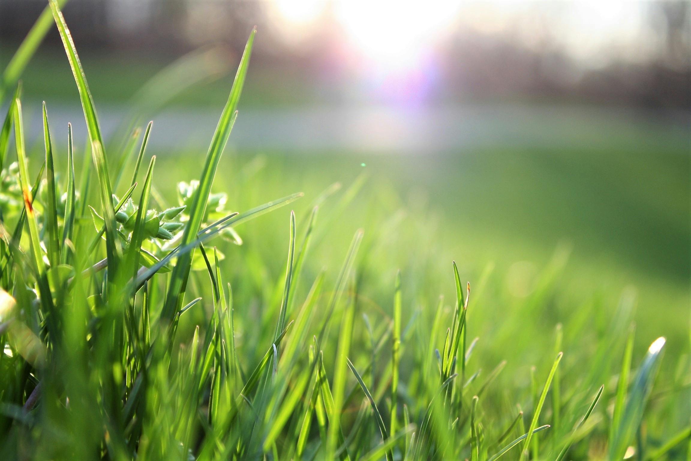 pexels mattycphoto 580900 Lawn and Garden