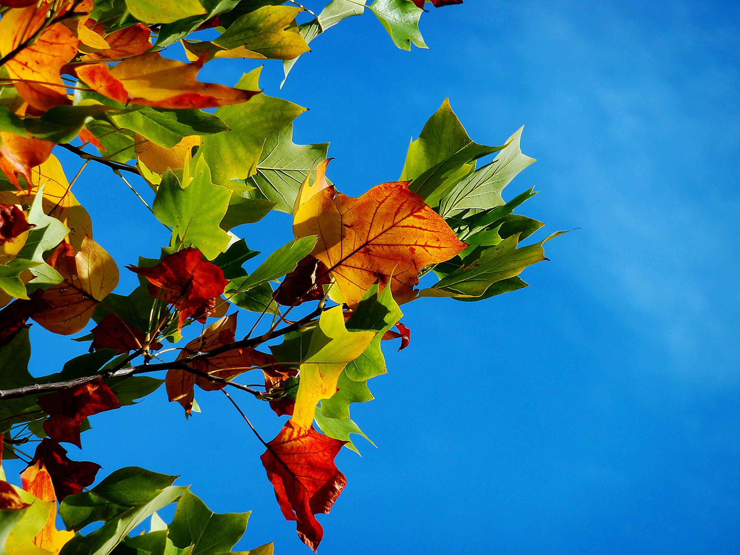 pexels pixabay 33817 Fall Cleanup