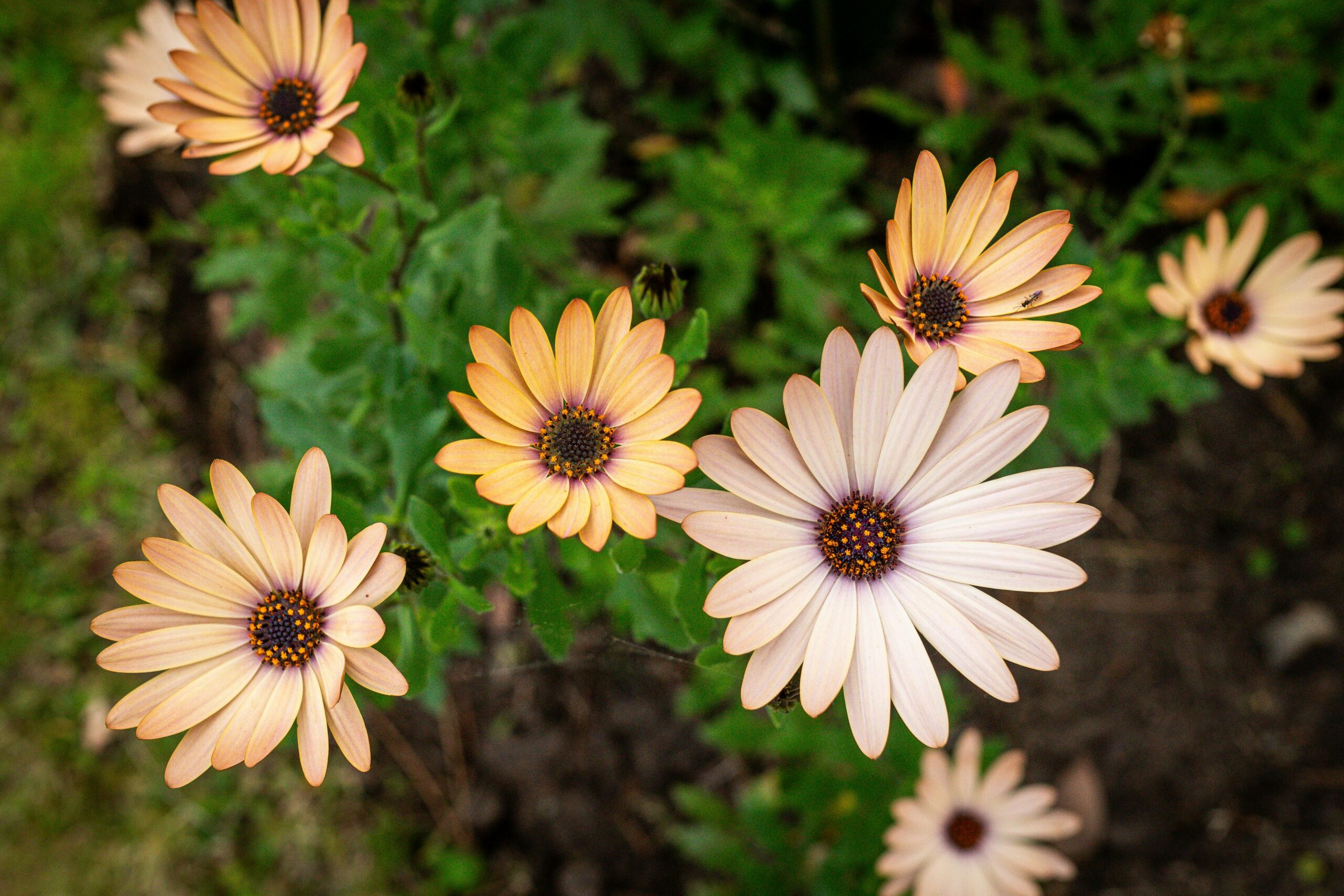 pexels saarteaga 18320930 scaled Planting