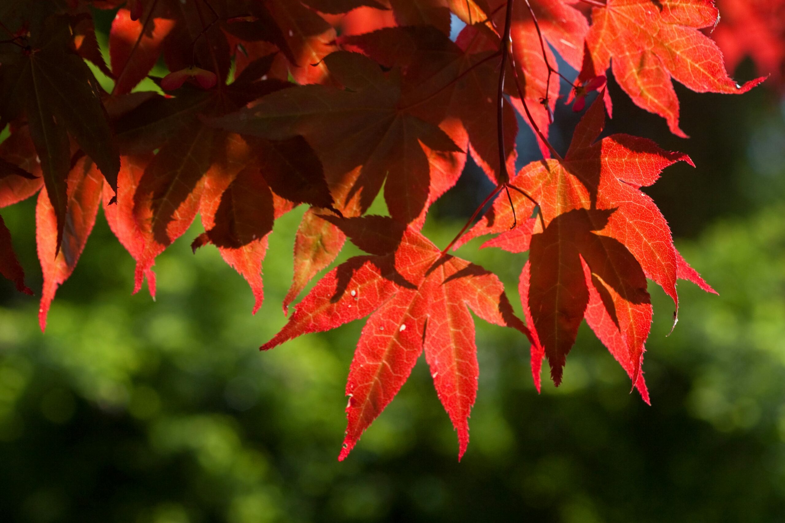 Design and Planting Ideas to Embrace the Colors of Autumn