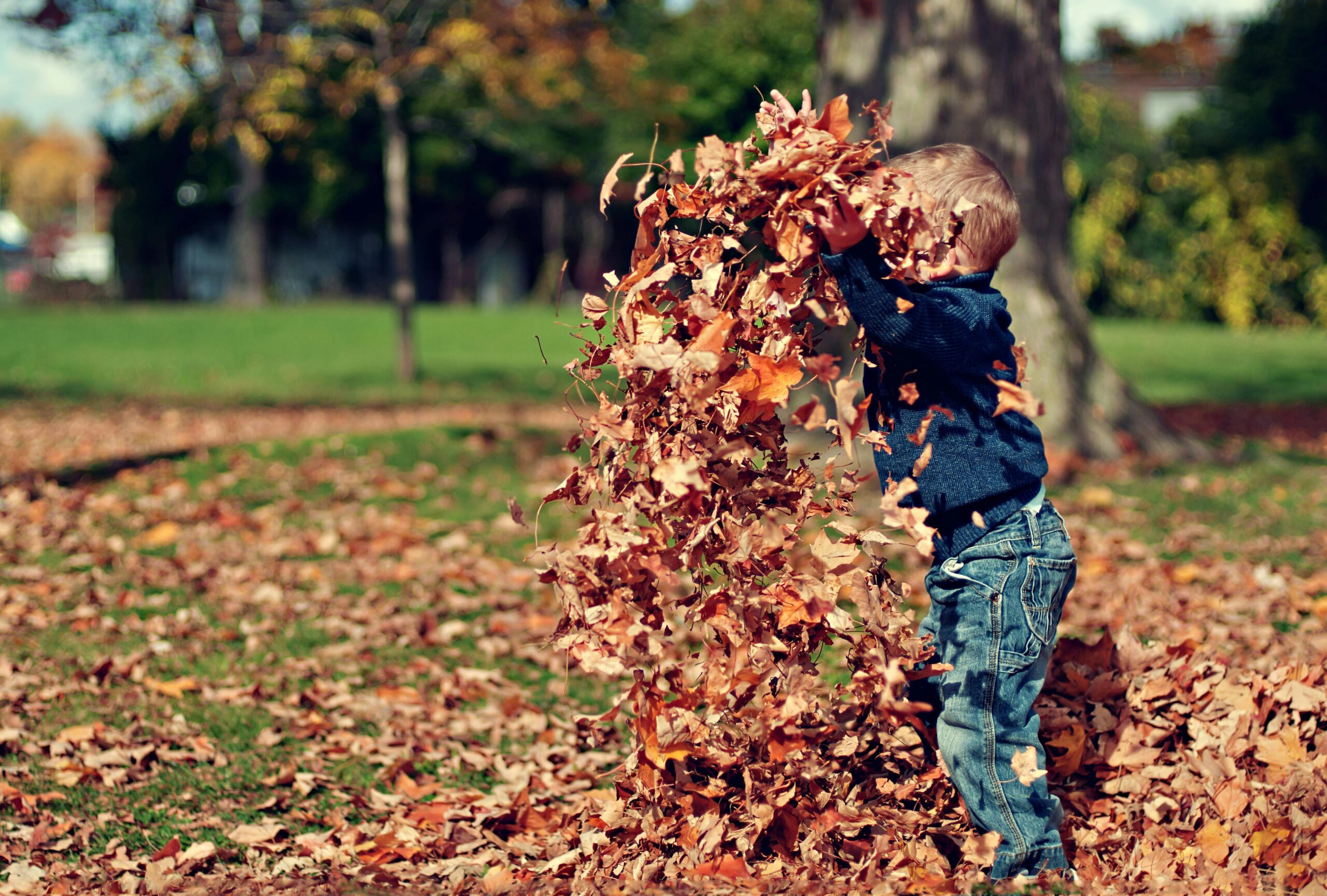 pexels scottwebb 36965 scaled Spring and Fall Cleanup