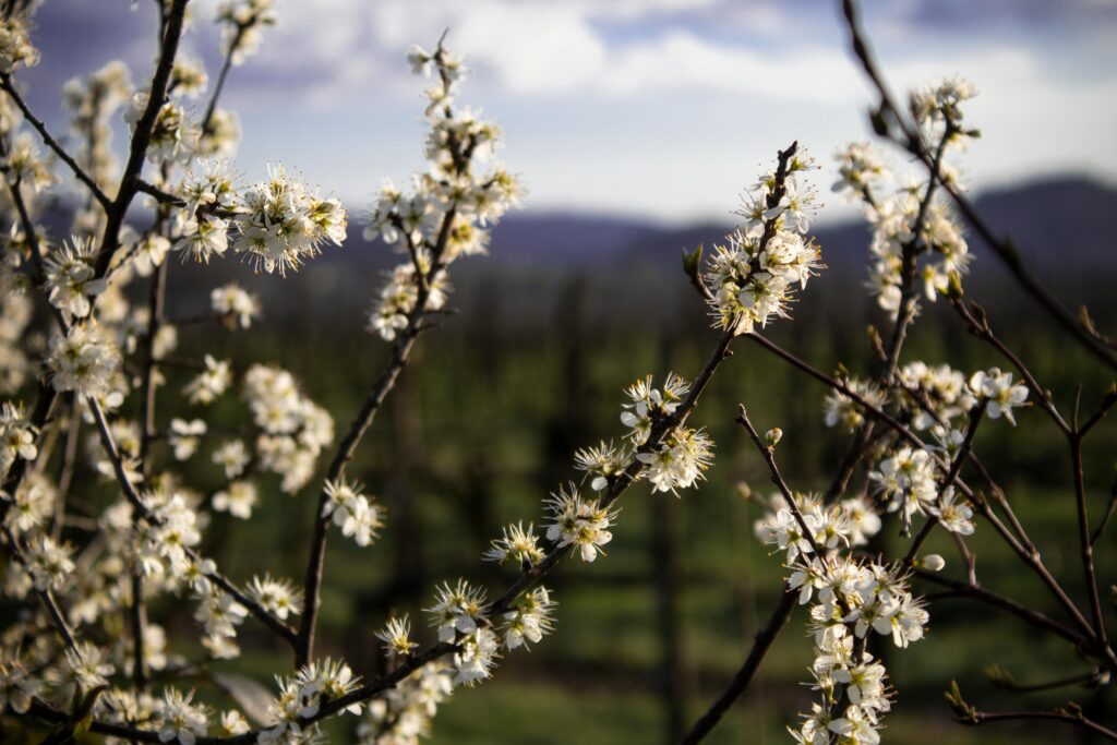 pexels shots2go 31244496