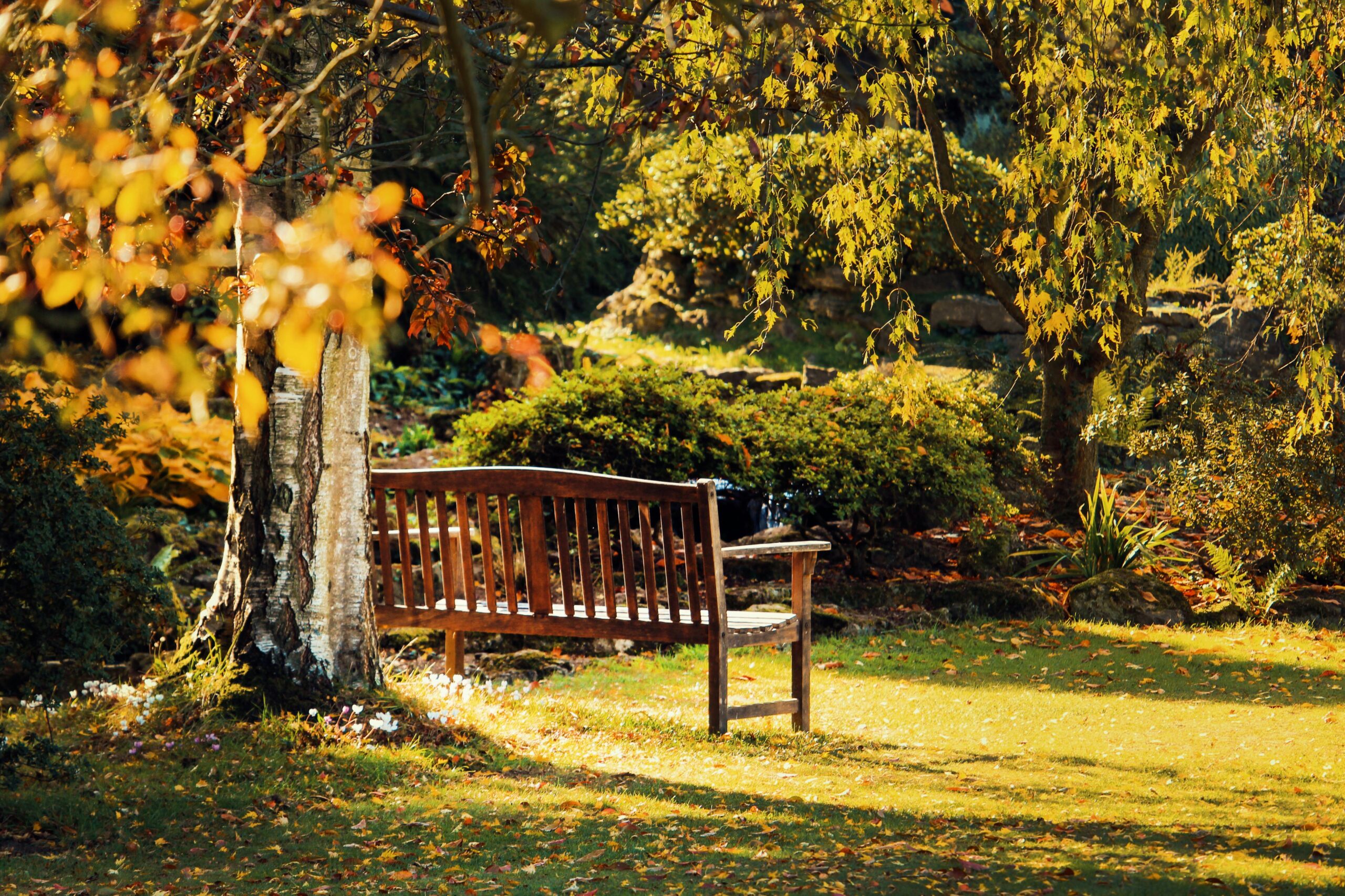 pexels shottrotter 595386 scaled Fall Cleanup