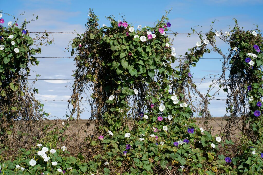 pexels tomas asurmendi 774865545 31824691