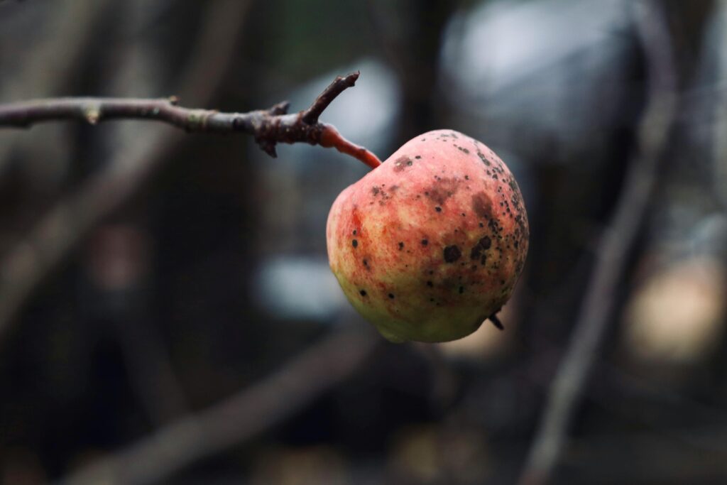 pexels took a snap 789265640 34667099 pexels took a snap 789265640 34667099